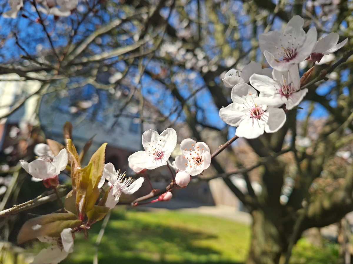 Samsung Galaxy A56 camera sample blossom