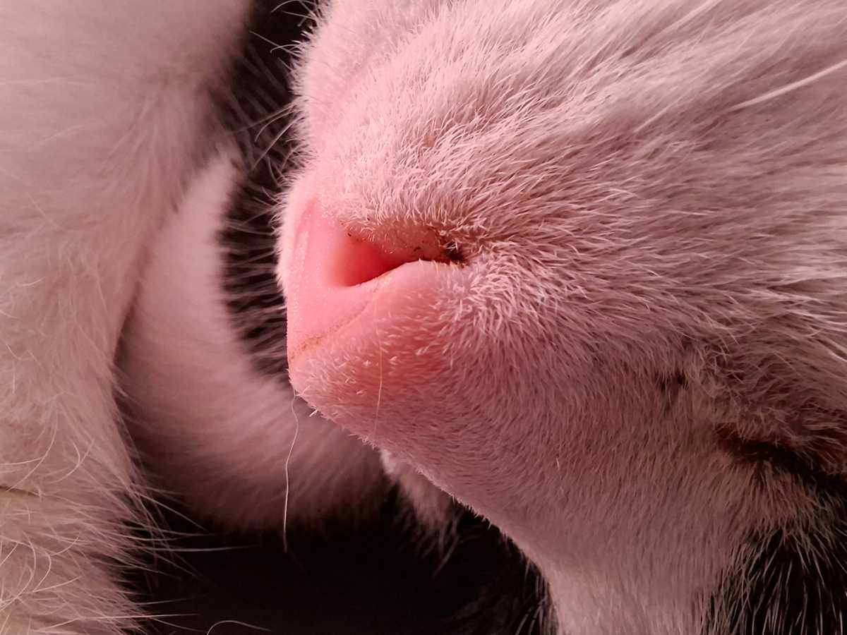 Samsung Galaxy A56 camera sample macro cat nose
