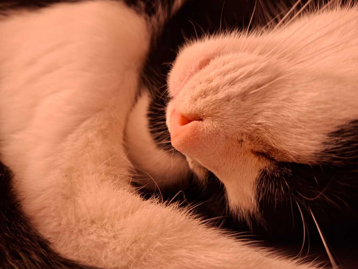 Samsung Galaxy A56 camera sample cat nose