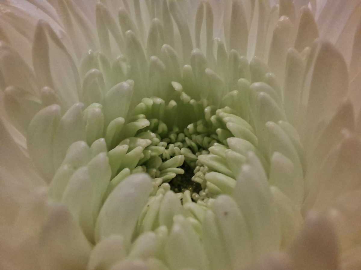 Samsung Galaxy A56 camera sample macro flower artificial light