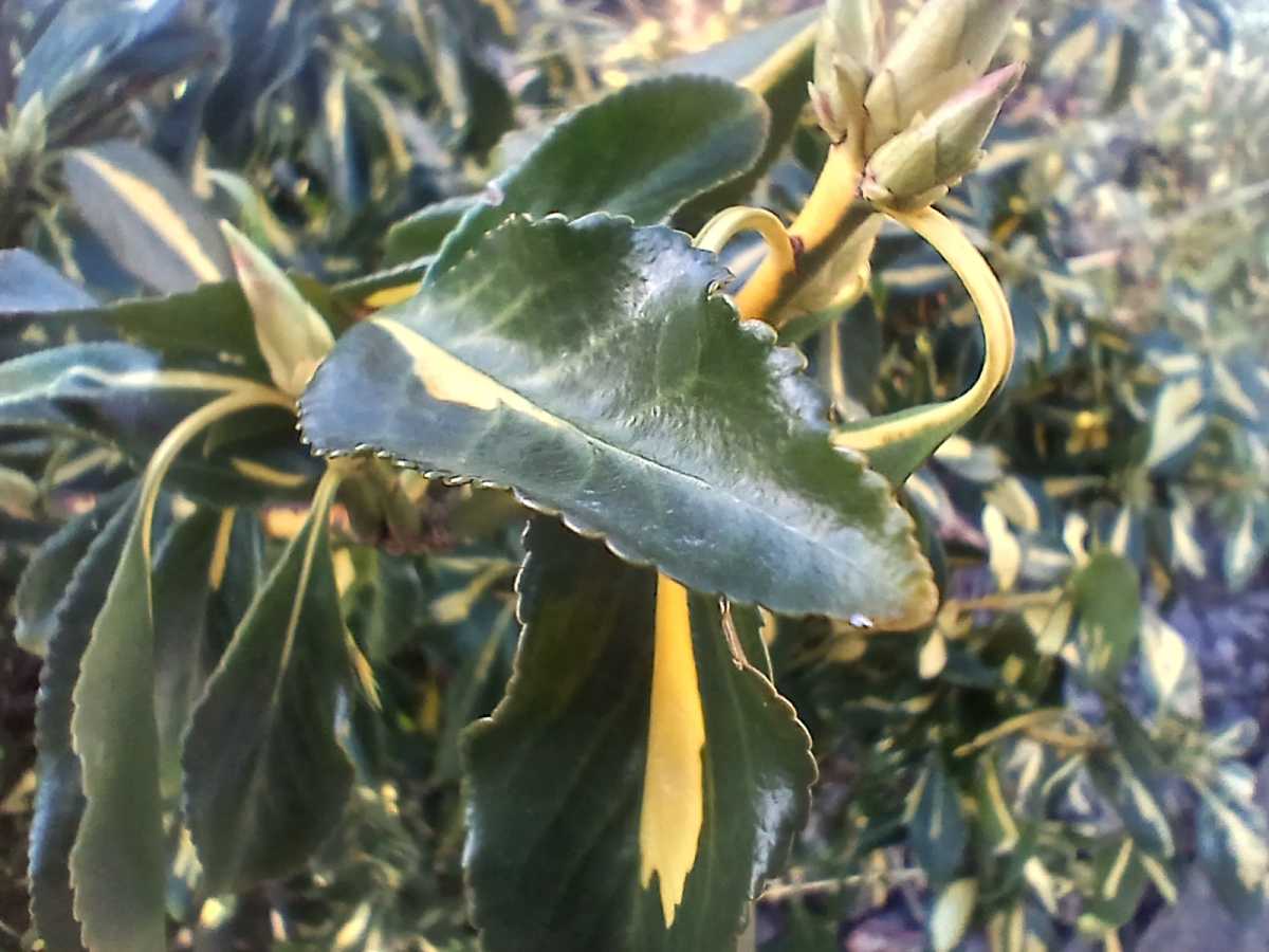 Galaxy A16 Macro Shot