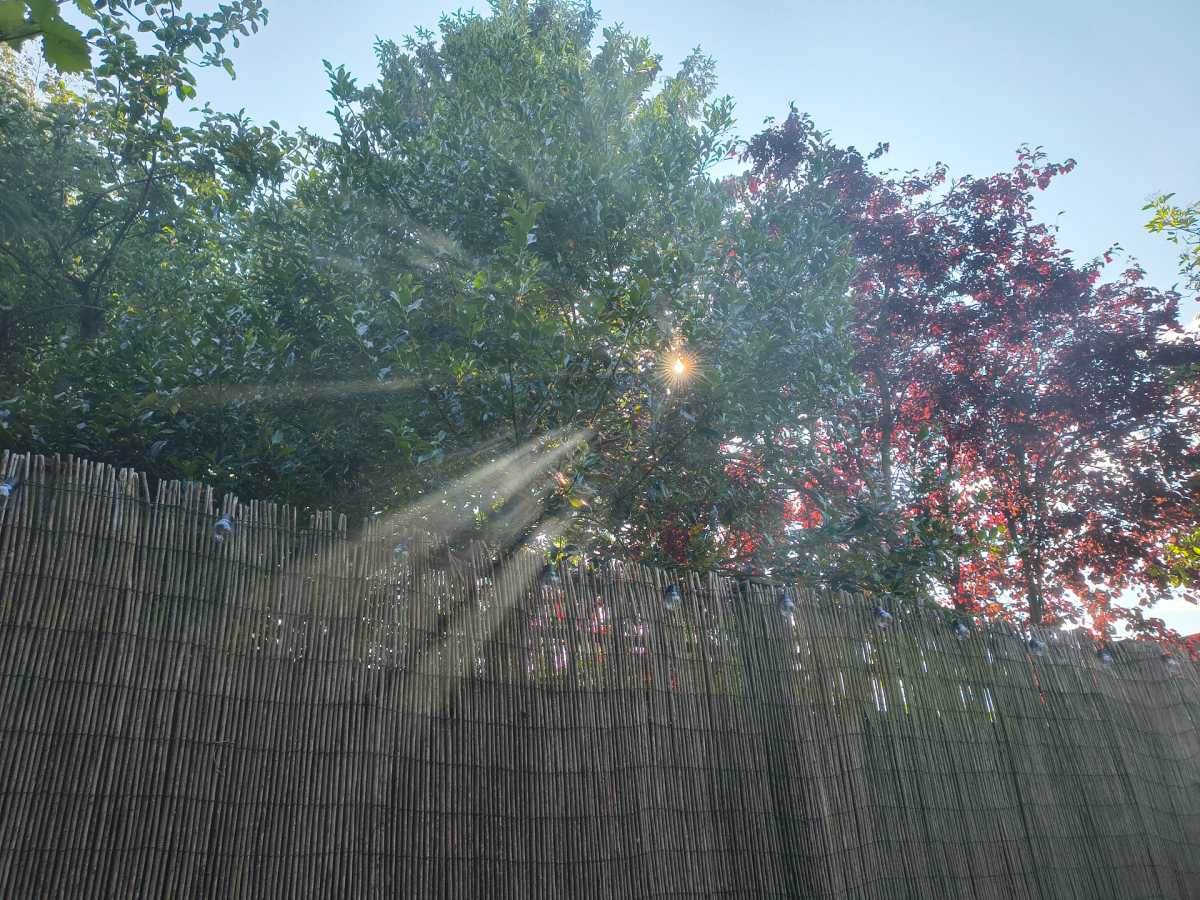 motorola edge 60 camera sample 6