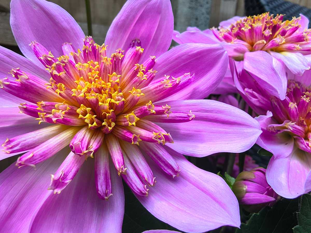 motorola edge 60 camera sample 7