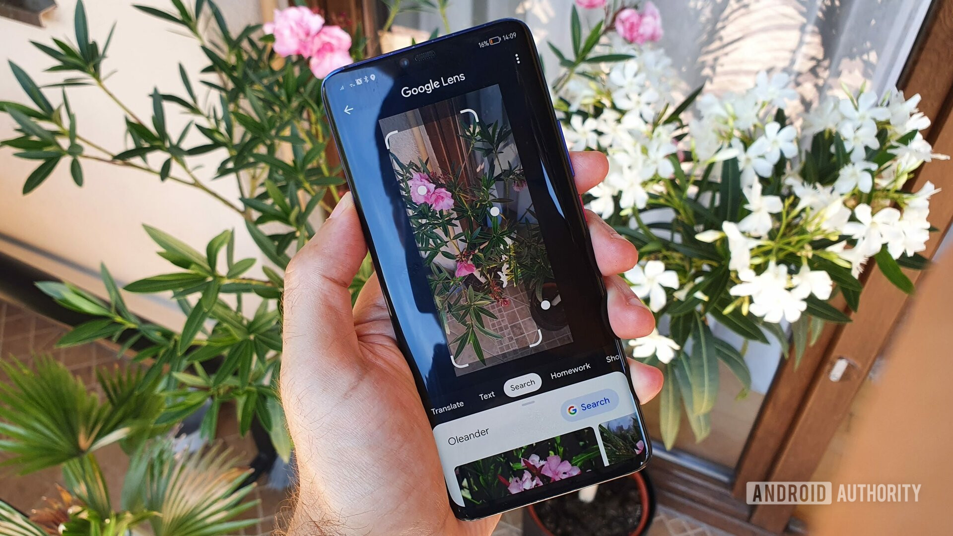 Planta de identificação do Google Lens Planta de identificação do Google Lens