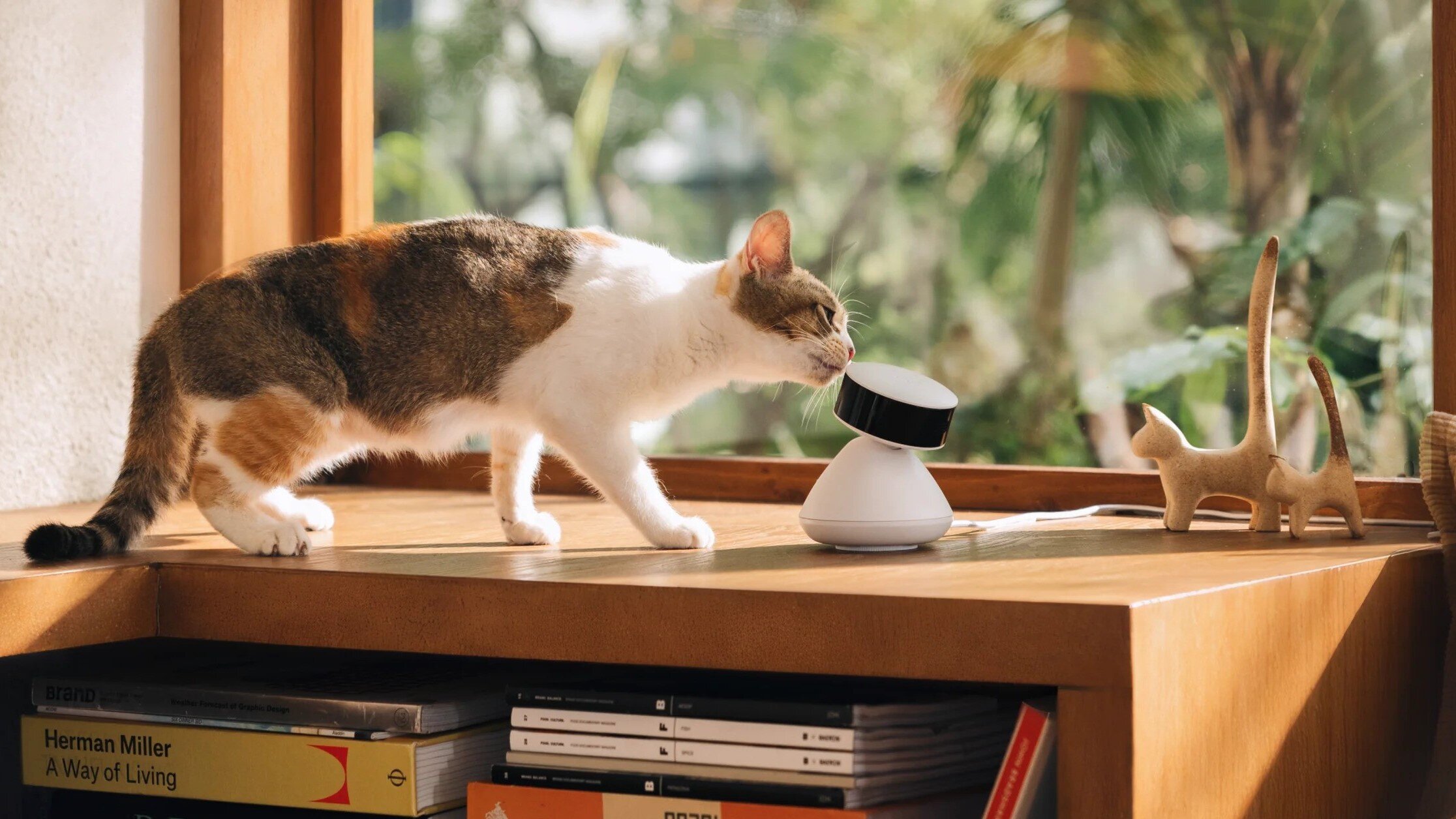 Câmera de escoteiros petlibro Câmera de escoteiros petlibro