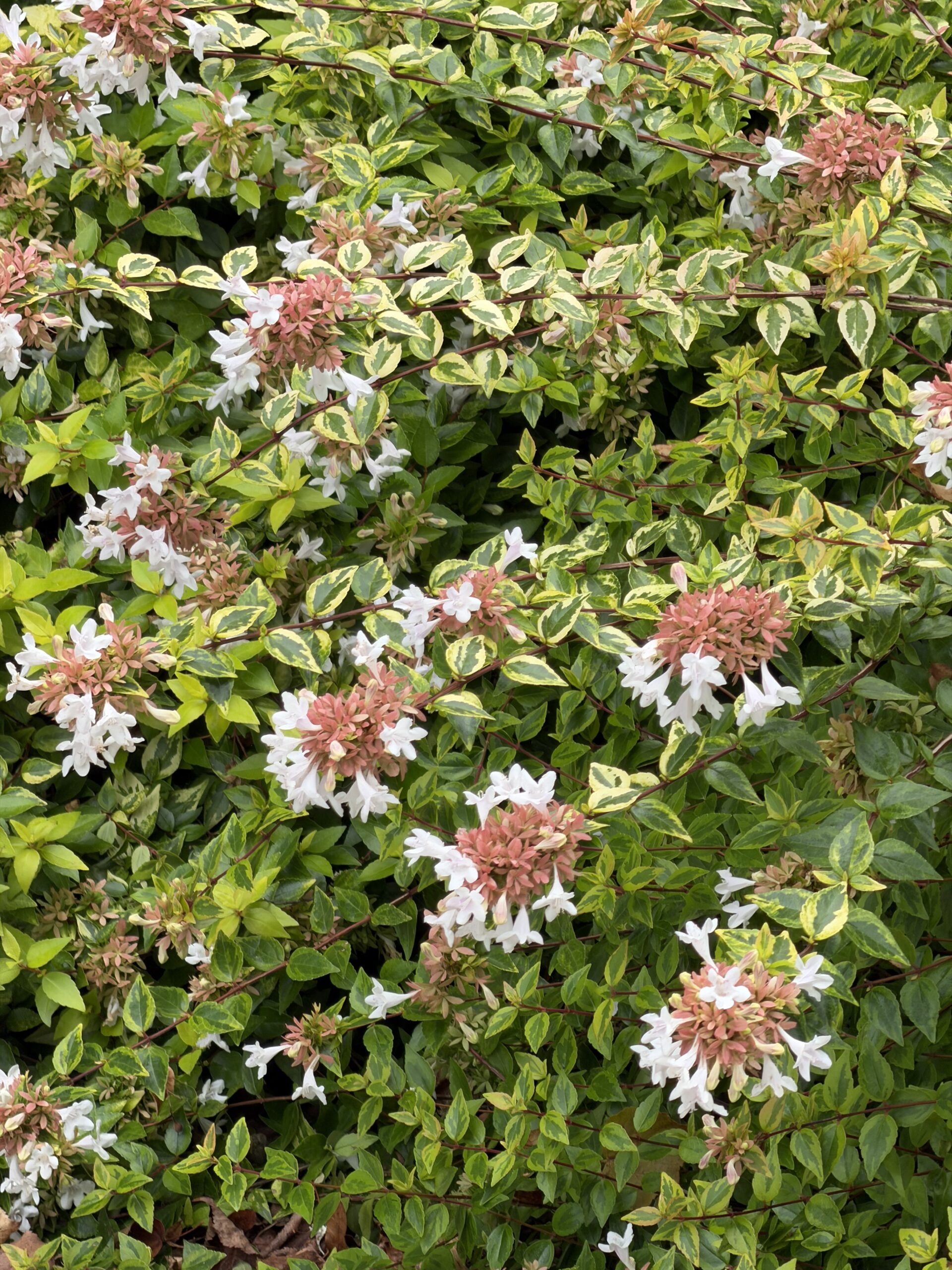 iPhone 17 Pro 8x flores