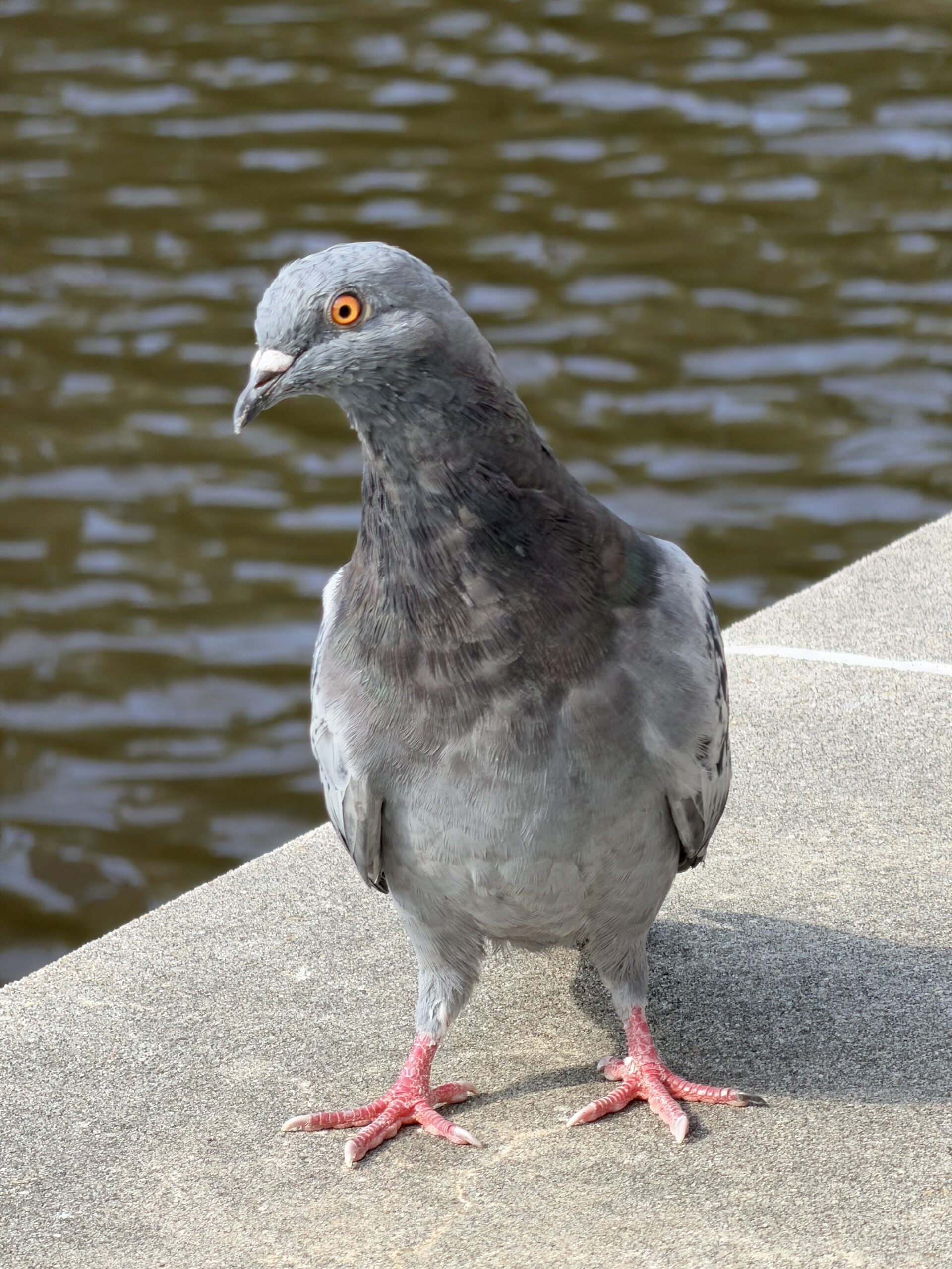 Pombo iPhone 17 Pro 8x