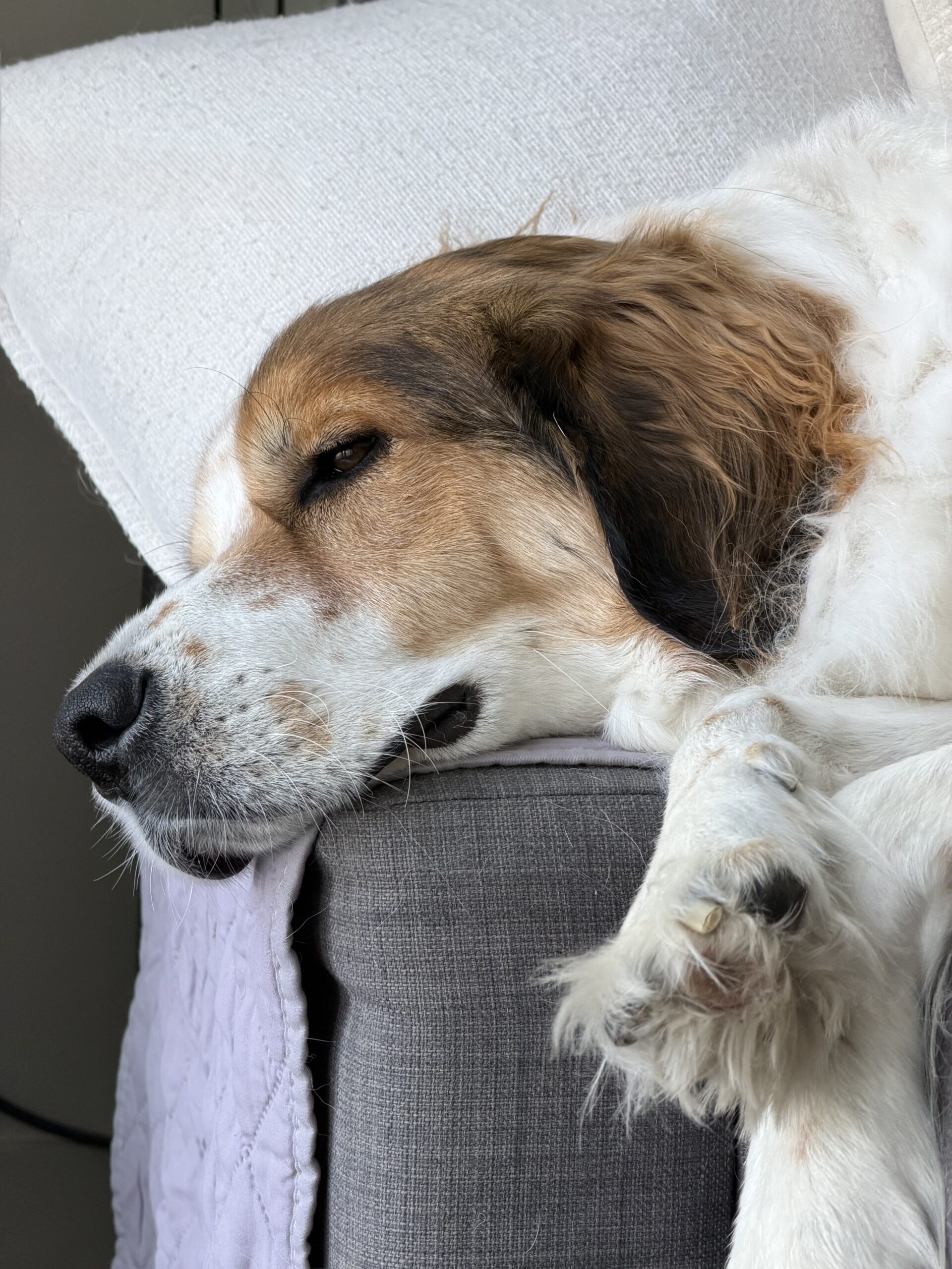 Limpeza de cachorro do iPhone 17 Pro 4x