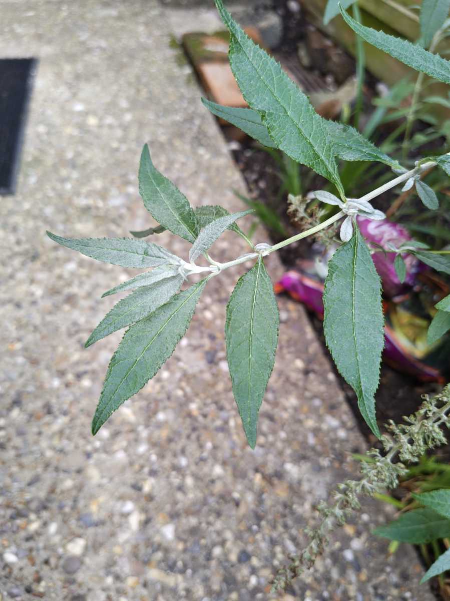 motorola edge 70 camera sample 4