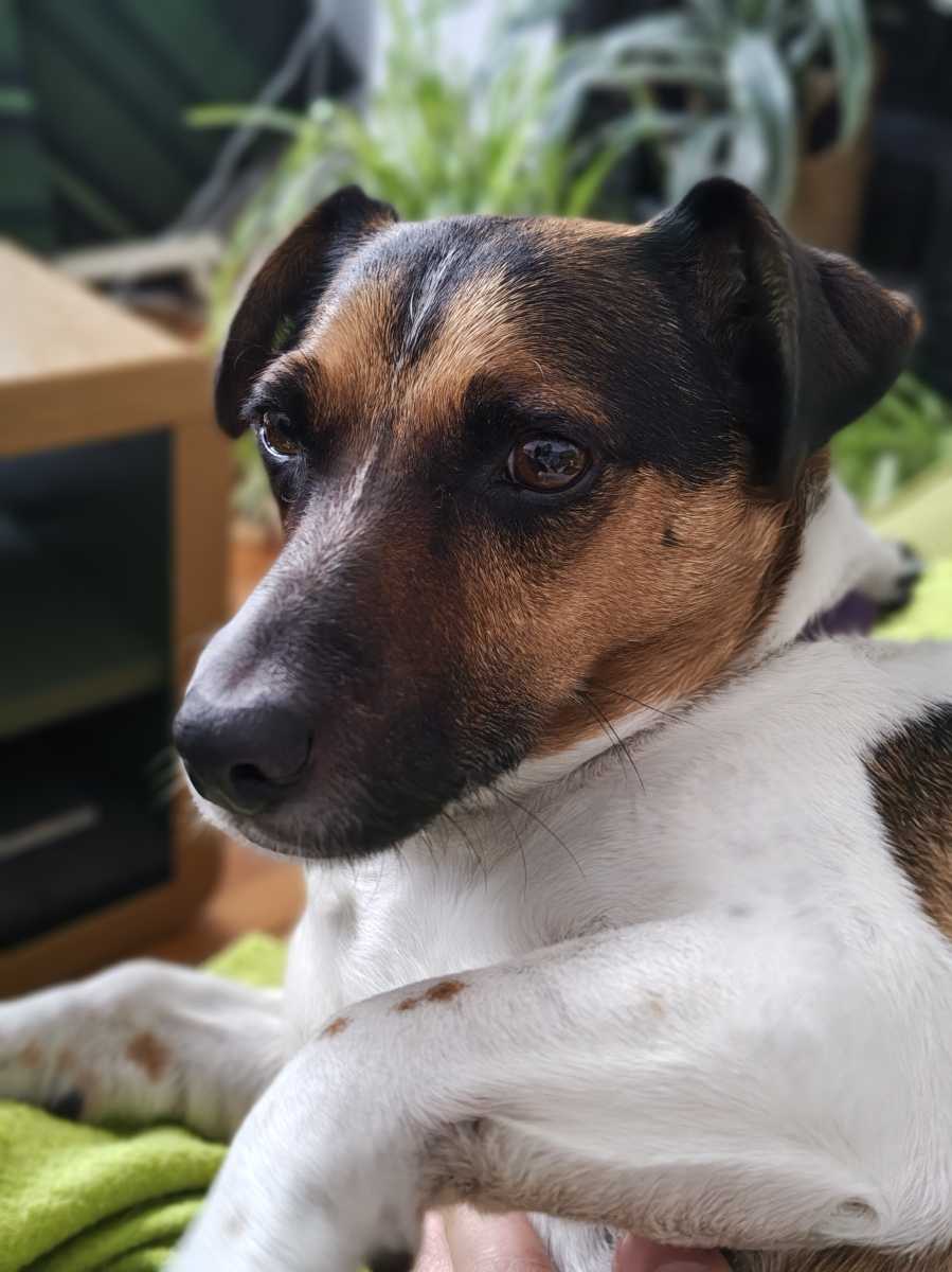 motorola edge 70 camera sample 7