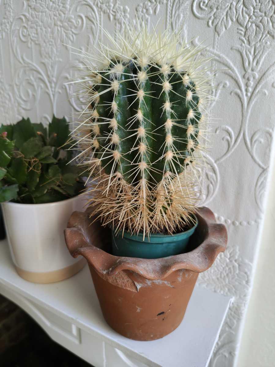 motorola edge 70 camera sample 3