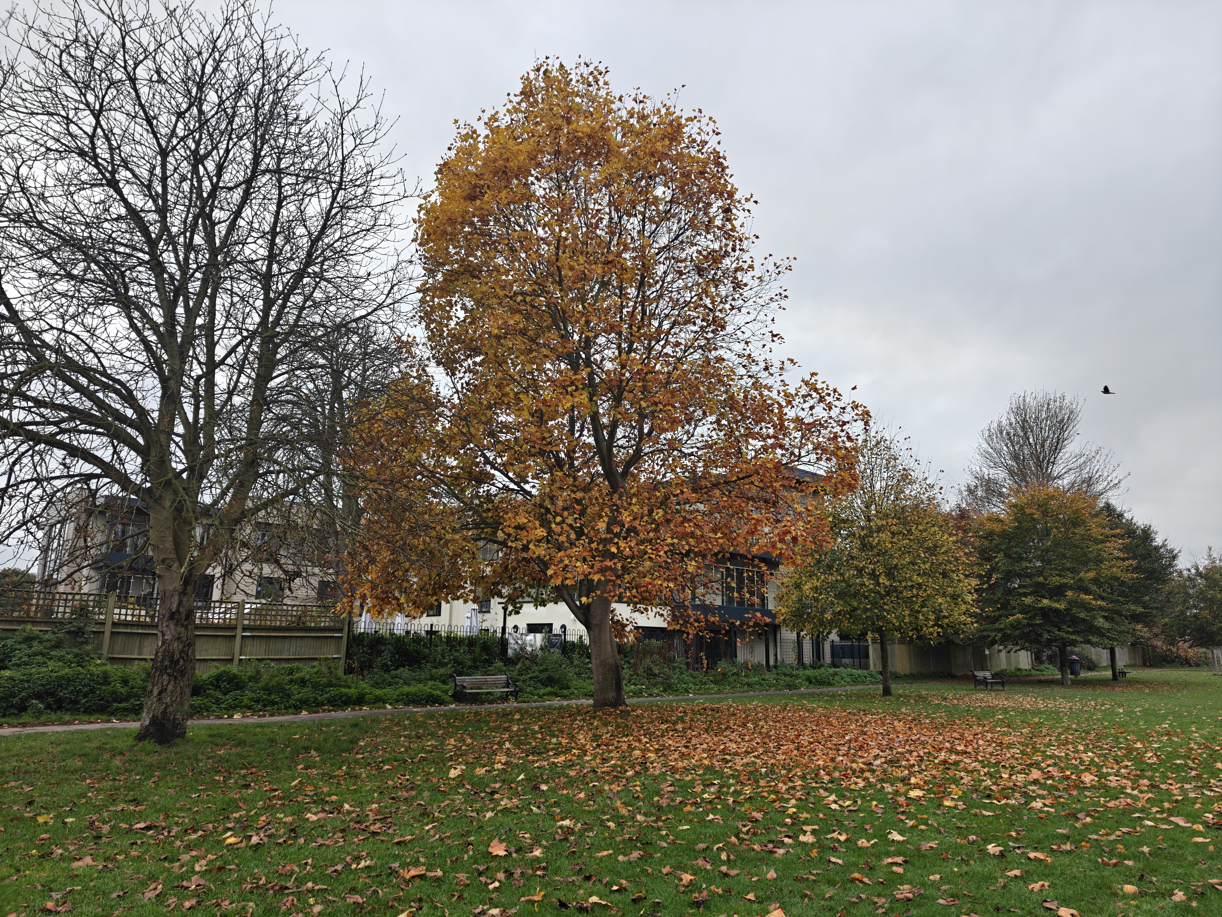 OnePlus 15 vs OnePlus 15 camera sample 13 tree main