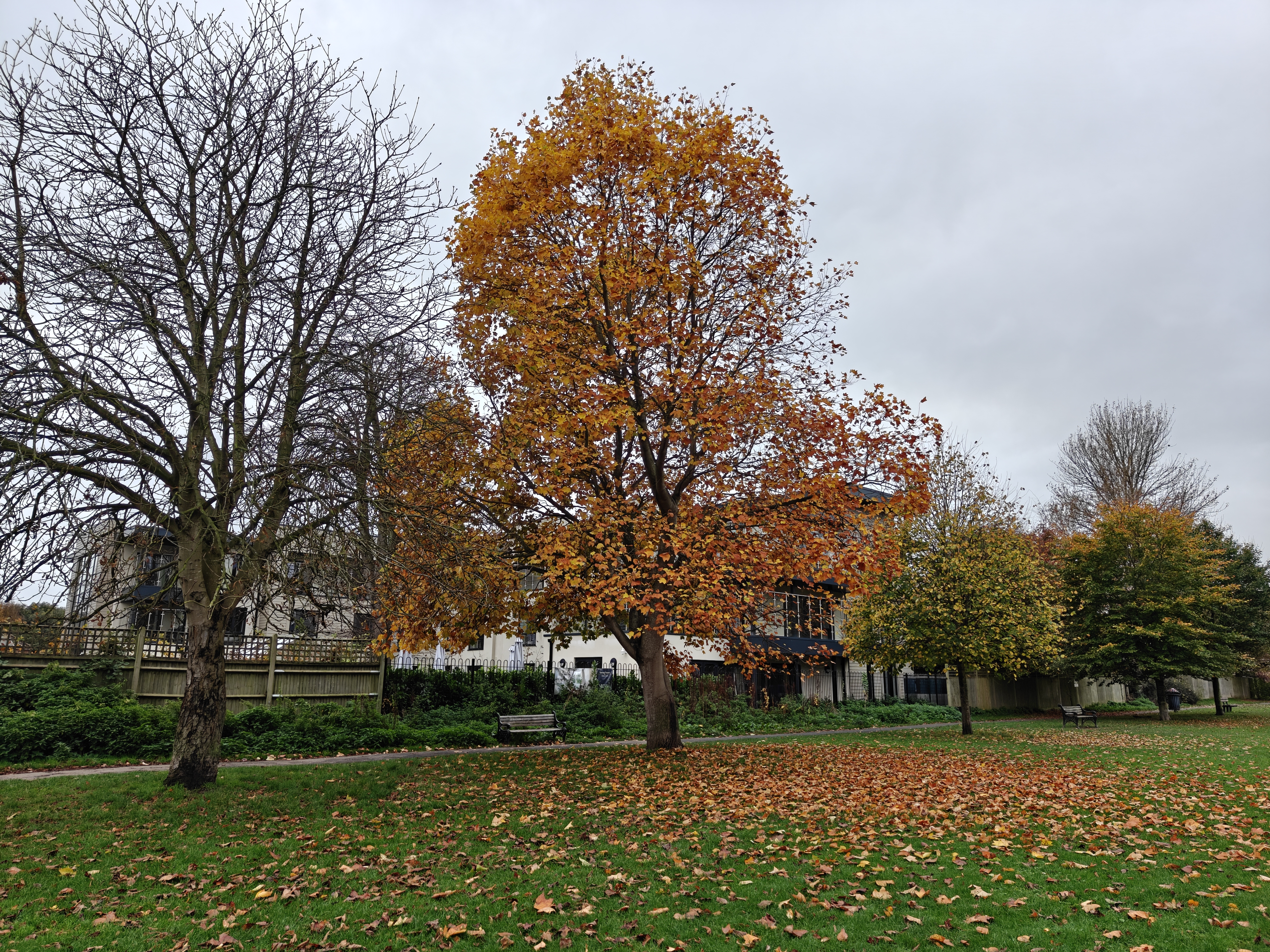 OnePlus 15 vs OnePlus 15 camera sample 15 tree main