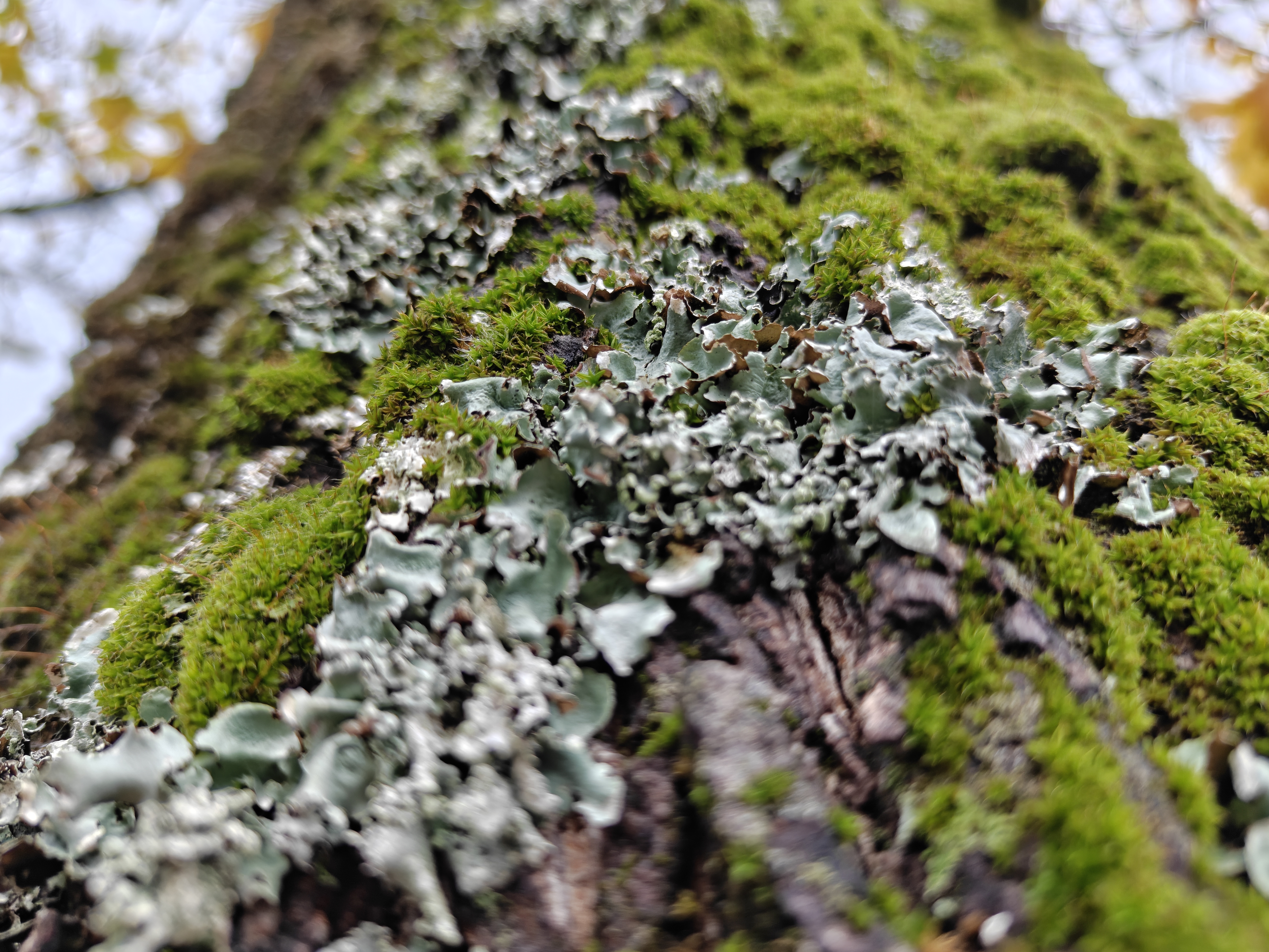 OnePlus 15 vs OnePlus 15 camera sample 15 moss macro