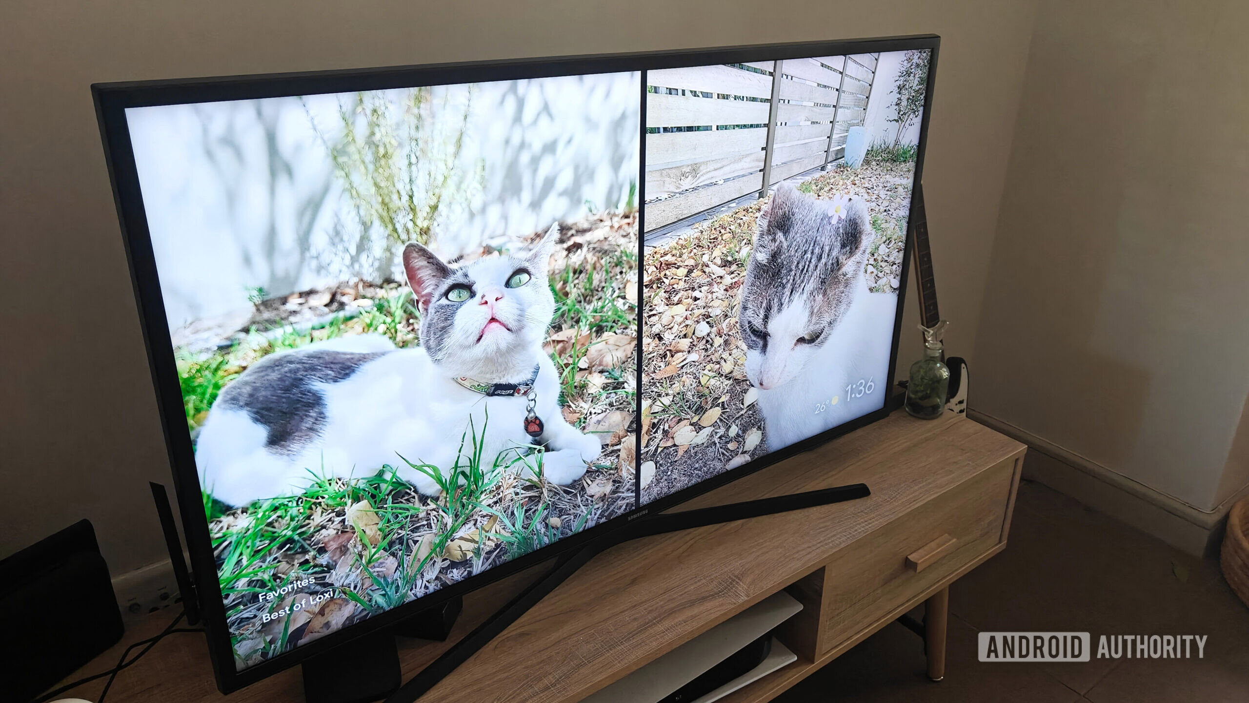 imagens de um gato na tela da TV