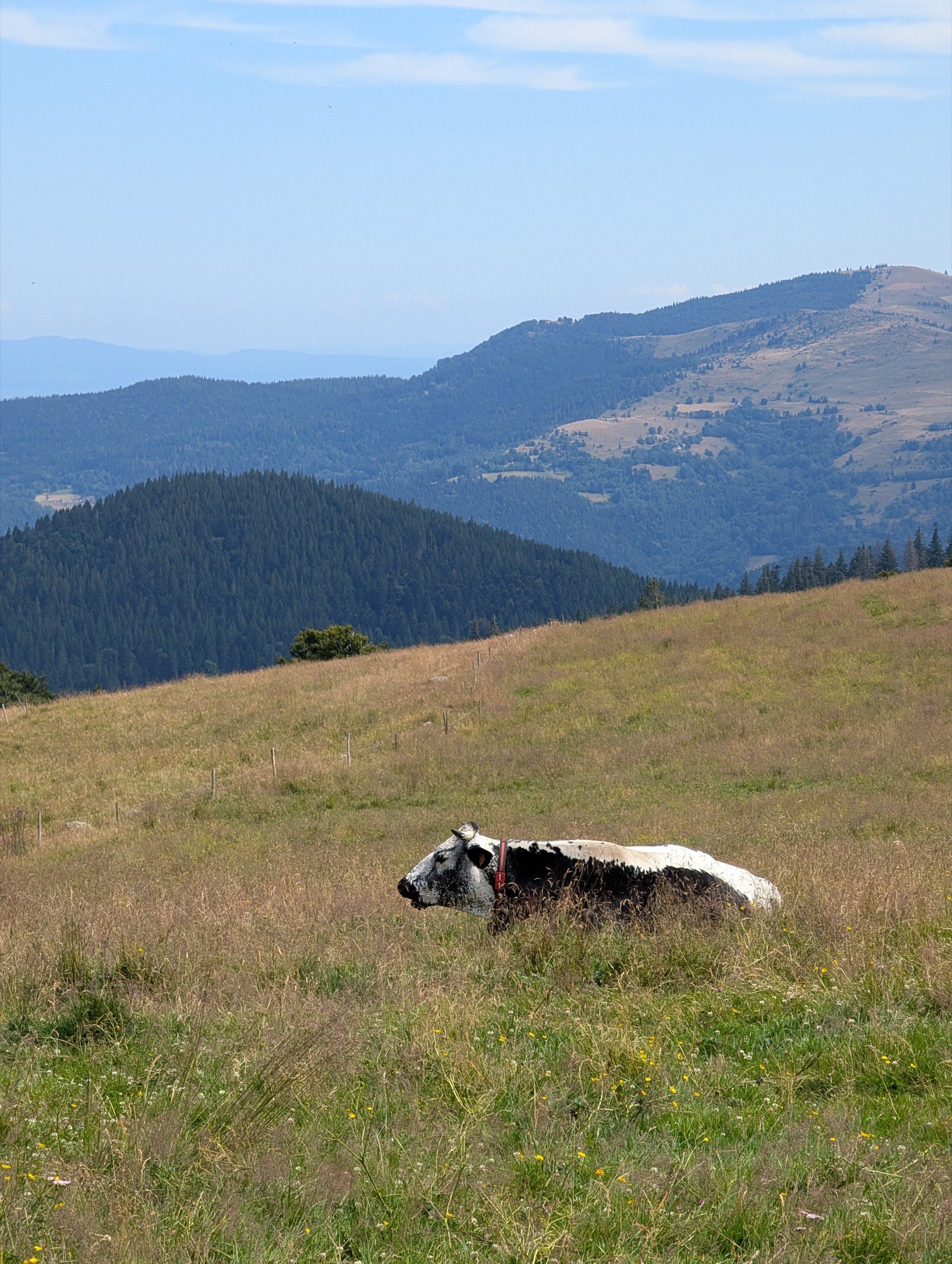 amostra de c&acirc;mera google pixel favorita 11