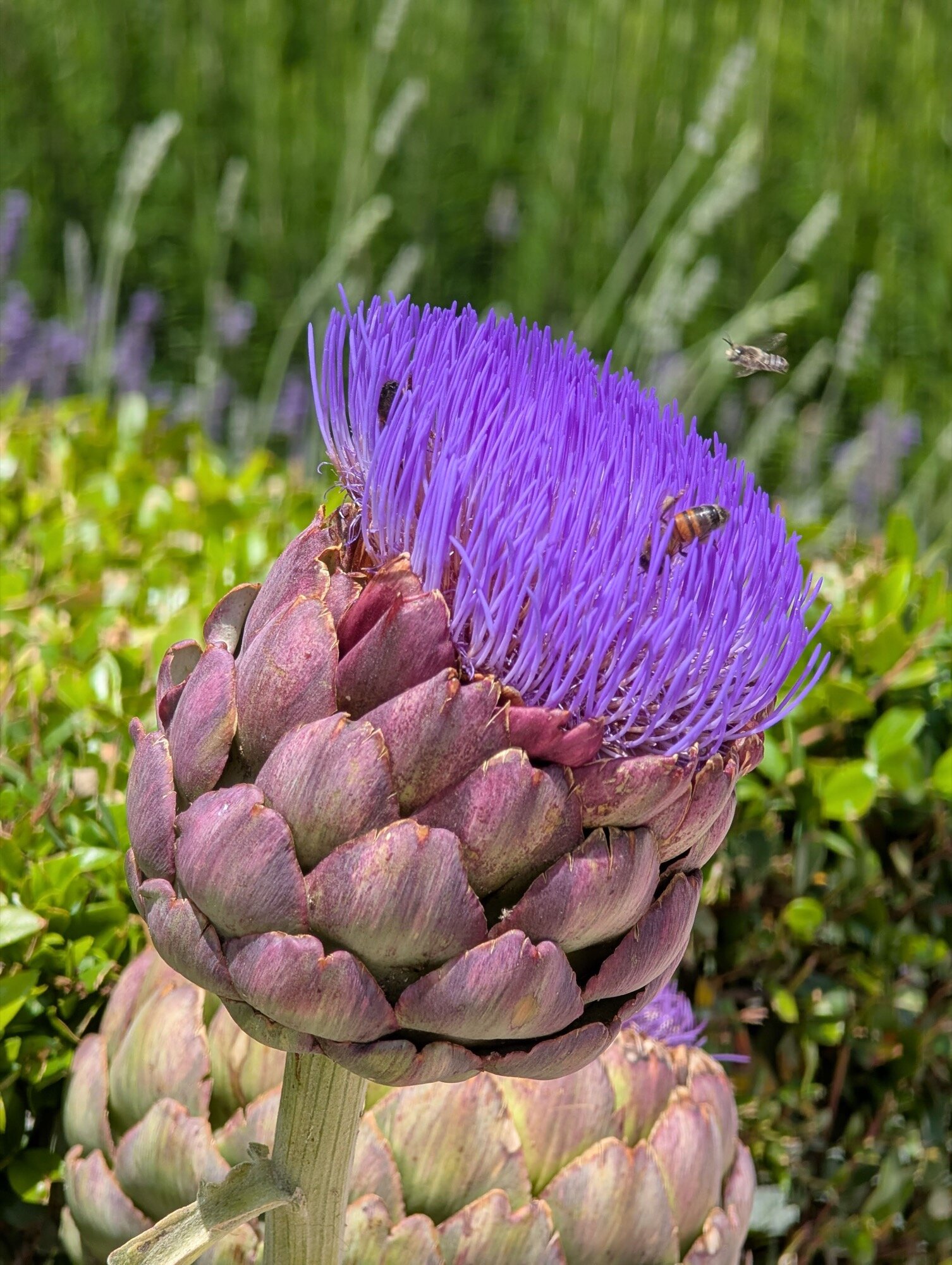 amostra de c&acirc;mera google pixel favorita 18