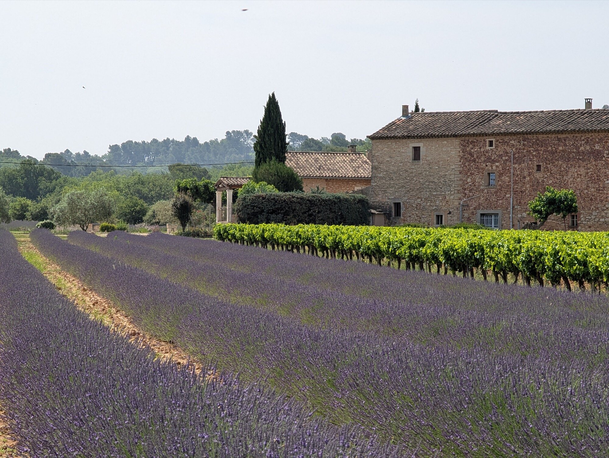 amostra de c&acirc;mera google pixel favorita 5