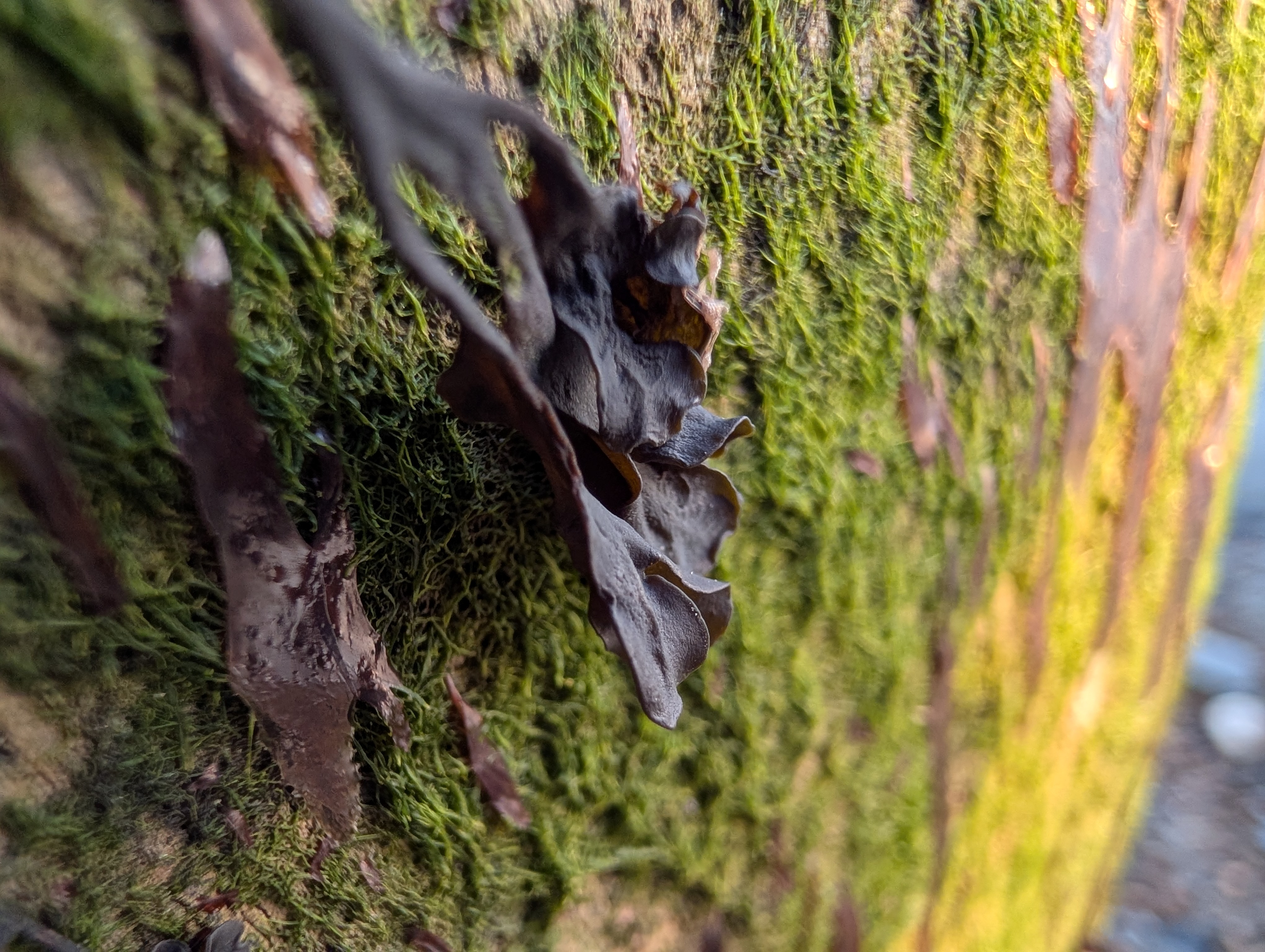 Google Pixel 10 Pro camera sample macro ultrawide