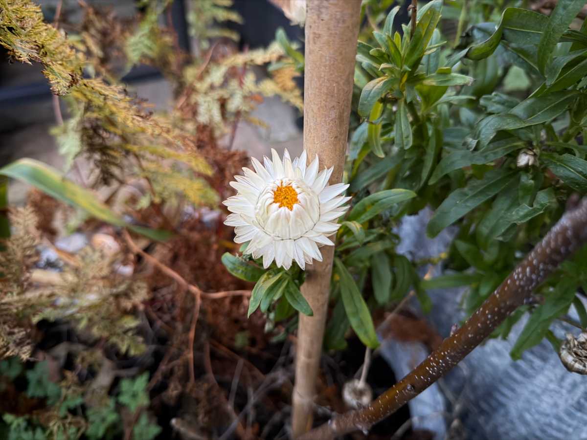 Apple iPhone 17 Pro camera sample flower Night Mode