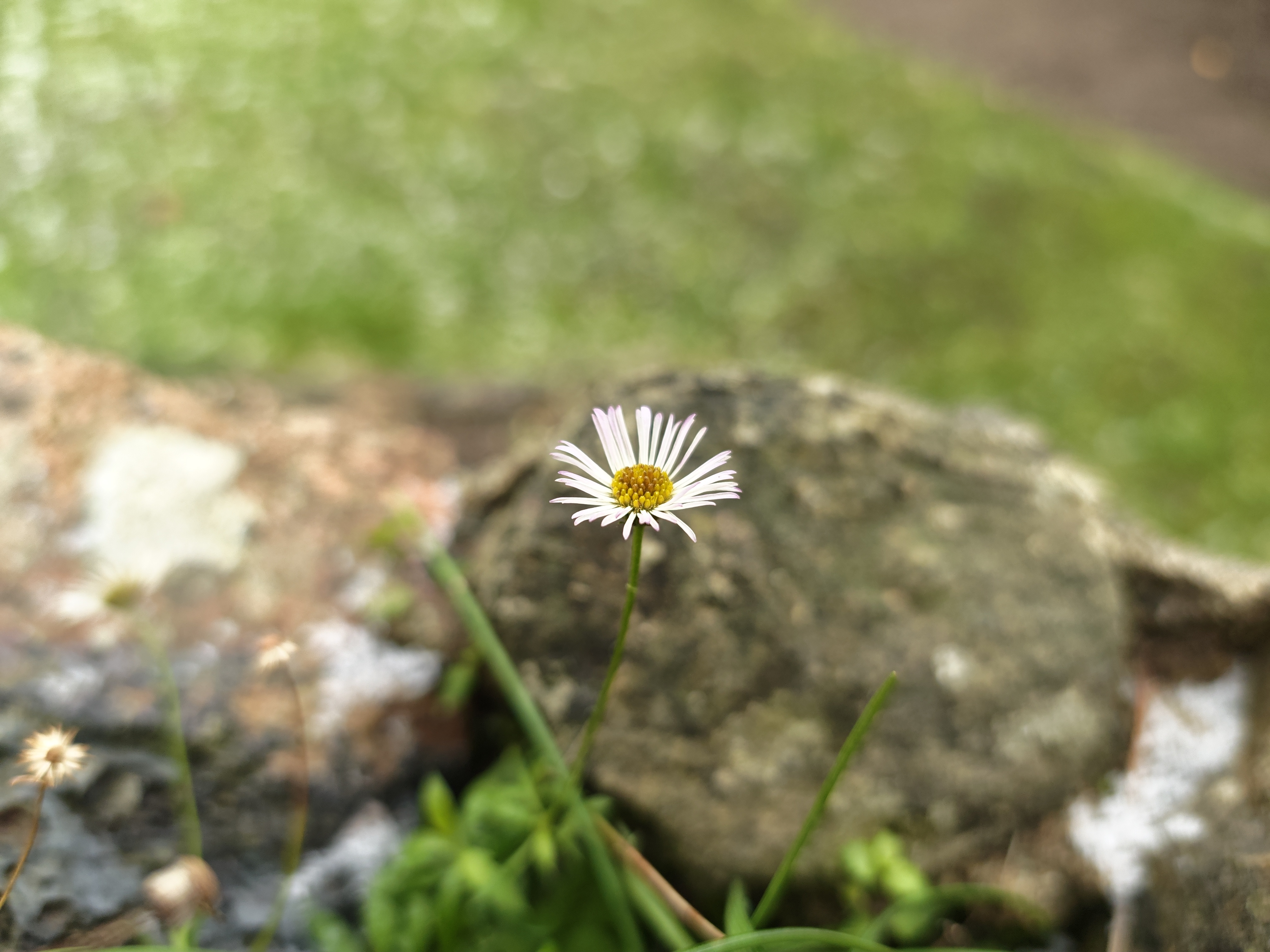 Honor Magic 8 Pro camera sample daisy macro main