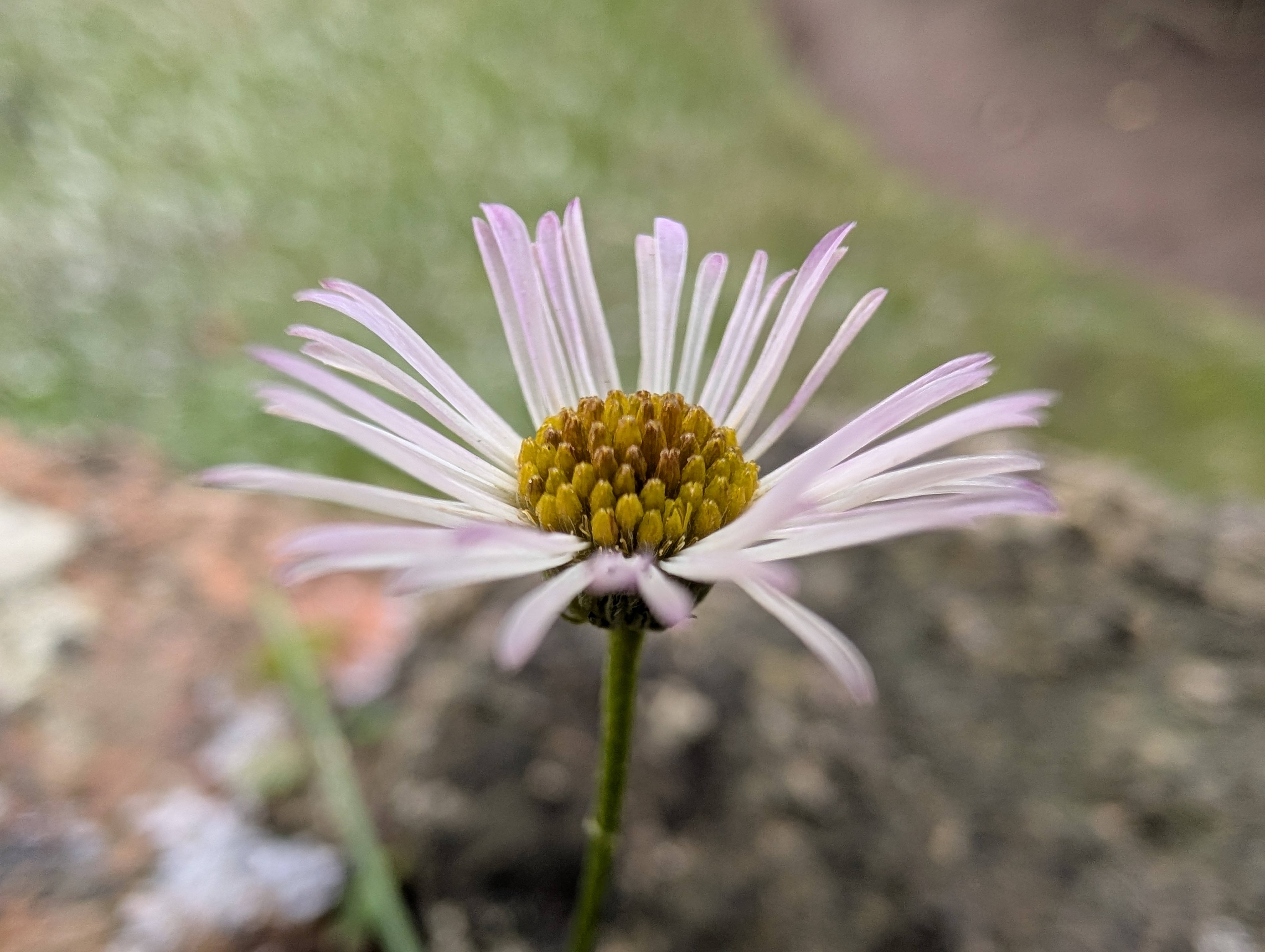 Google Pixel 10 Pro camera sample daisy macro ultrawide