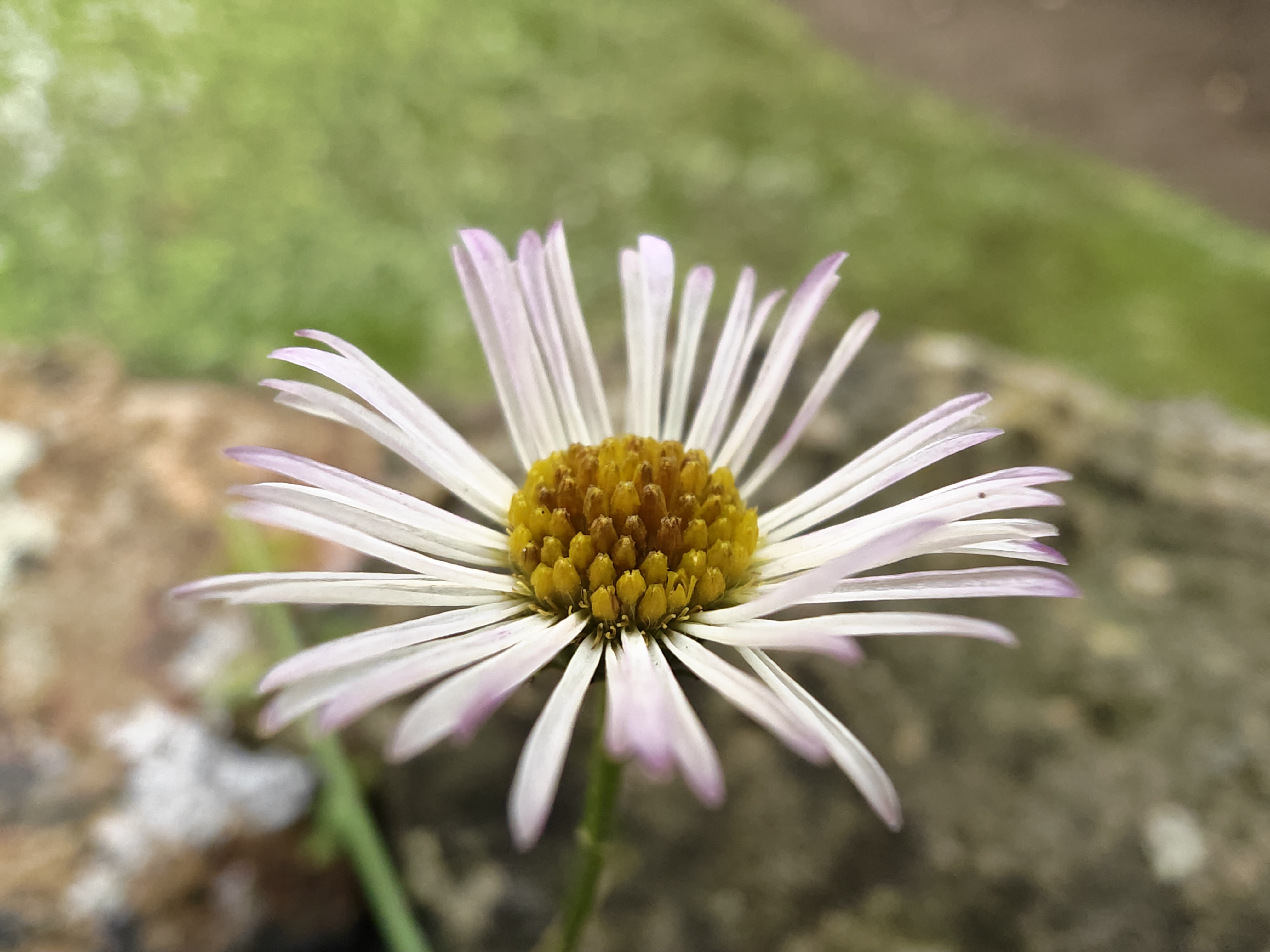 Honor Magic 8 Pro camera sample daisy macro ultrawide