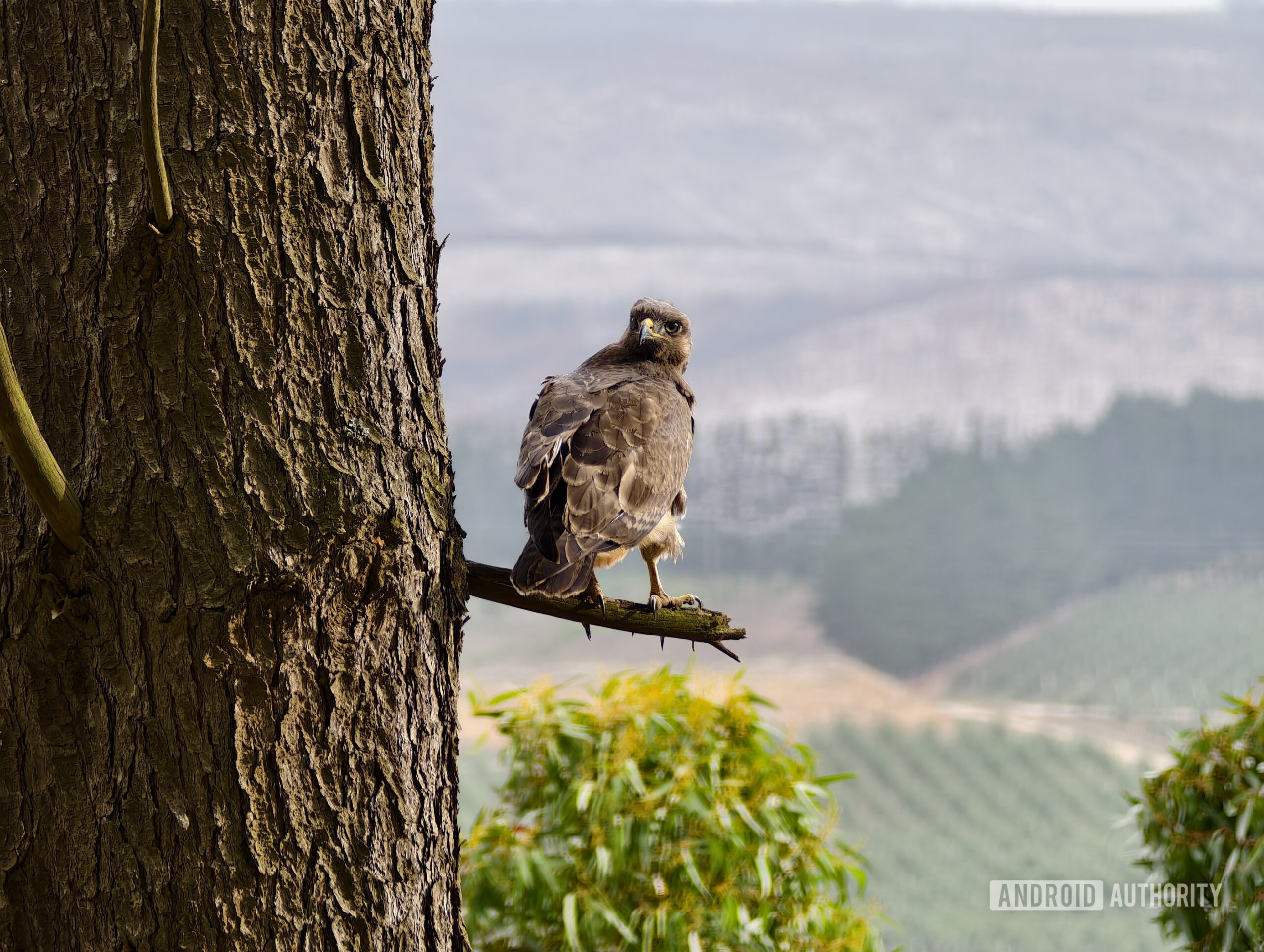 amostra de teleconversor ultra vivo x200 andy 6