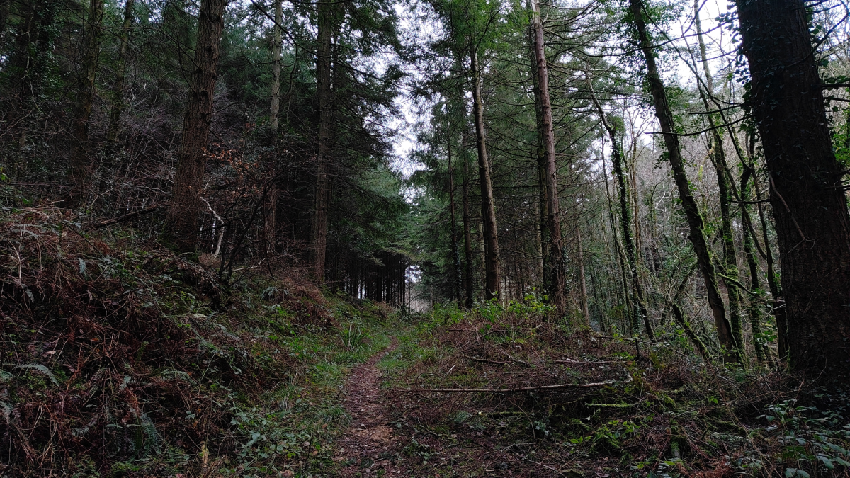 Redmagic 11 Air Forest