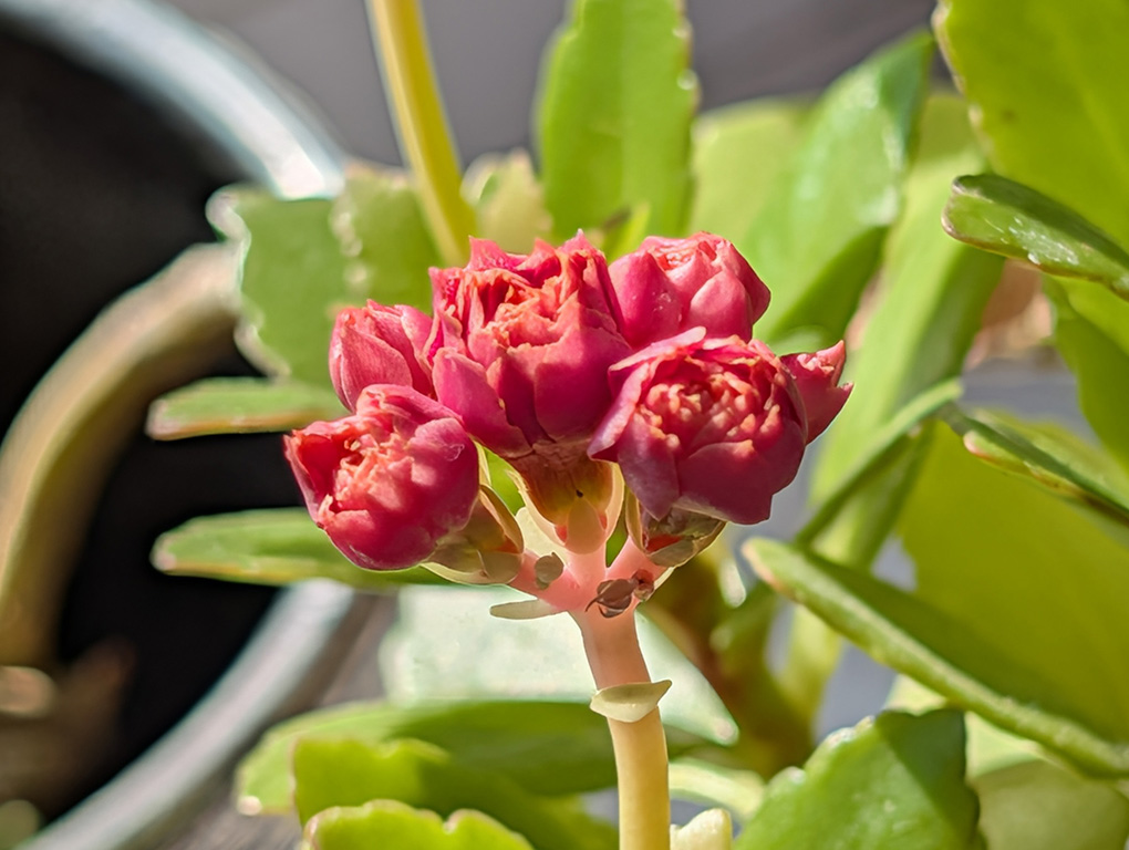 Pixel 10 Pro XL macro 5x