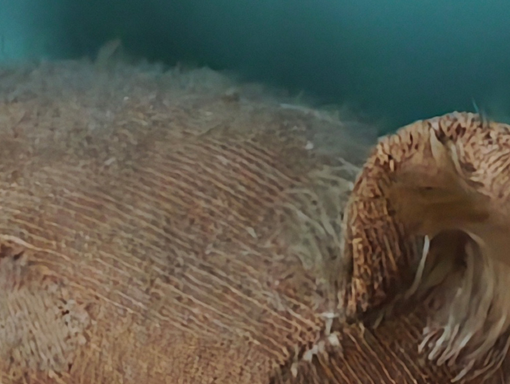 Detalhe de pouca luz Xiaomi 17 Ultra 10x