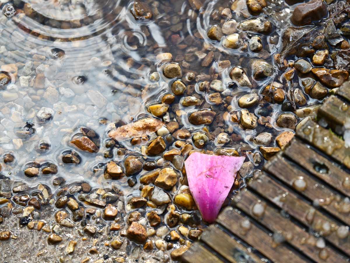 Honor Magic 8 Pro camera sample Professional Imaging Kit 200mm puddle