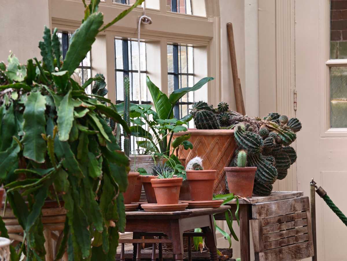 Honor Magic 8 Pro camera sample Professional Imaging Kit 200mm cactus