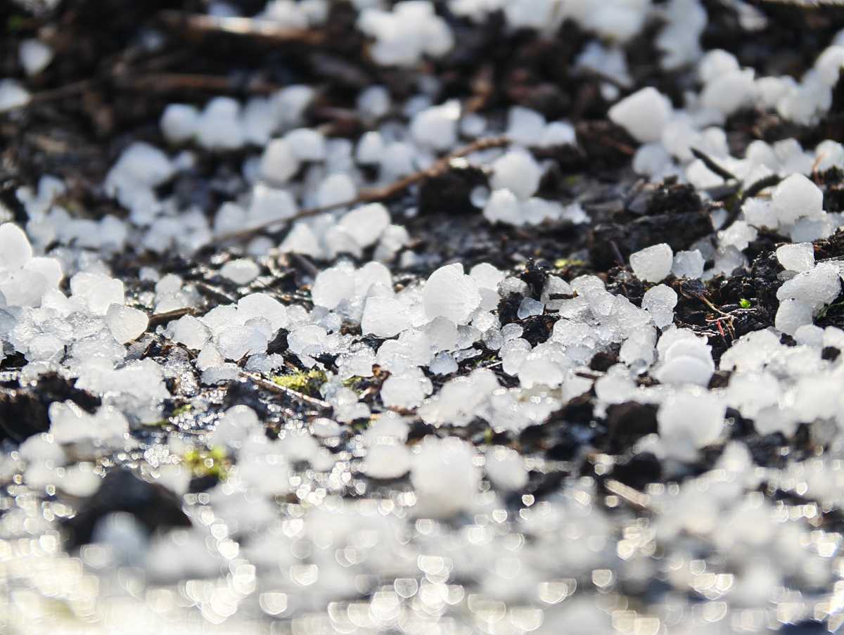 Honor Magic 8 Pro camera sample Professional Imaging Kit 200mm hail macro