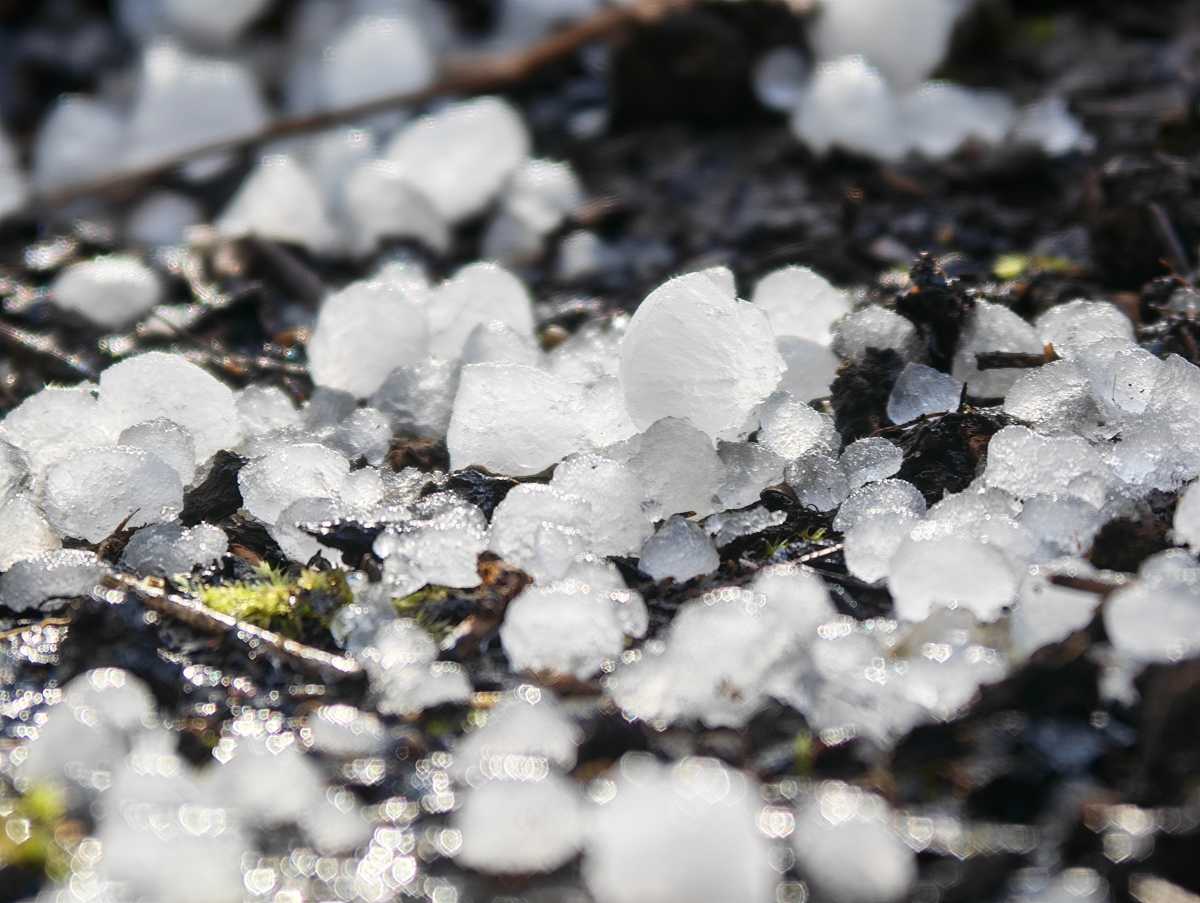 Honor Magic 8 Pro camera sample Professional Imaging Kit 400mm hail macro