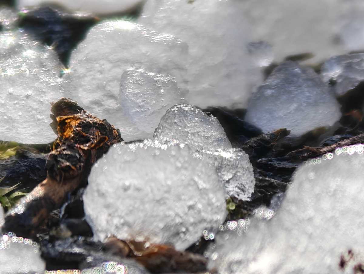 Honor Magic 8 Pro camera sample Professional Imaging Kit 1600mm hail macro