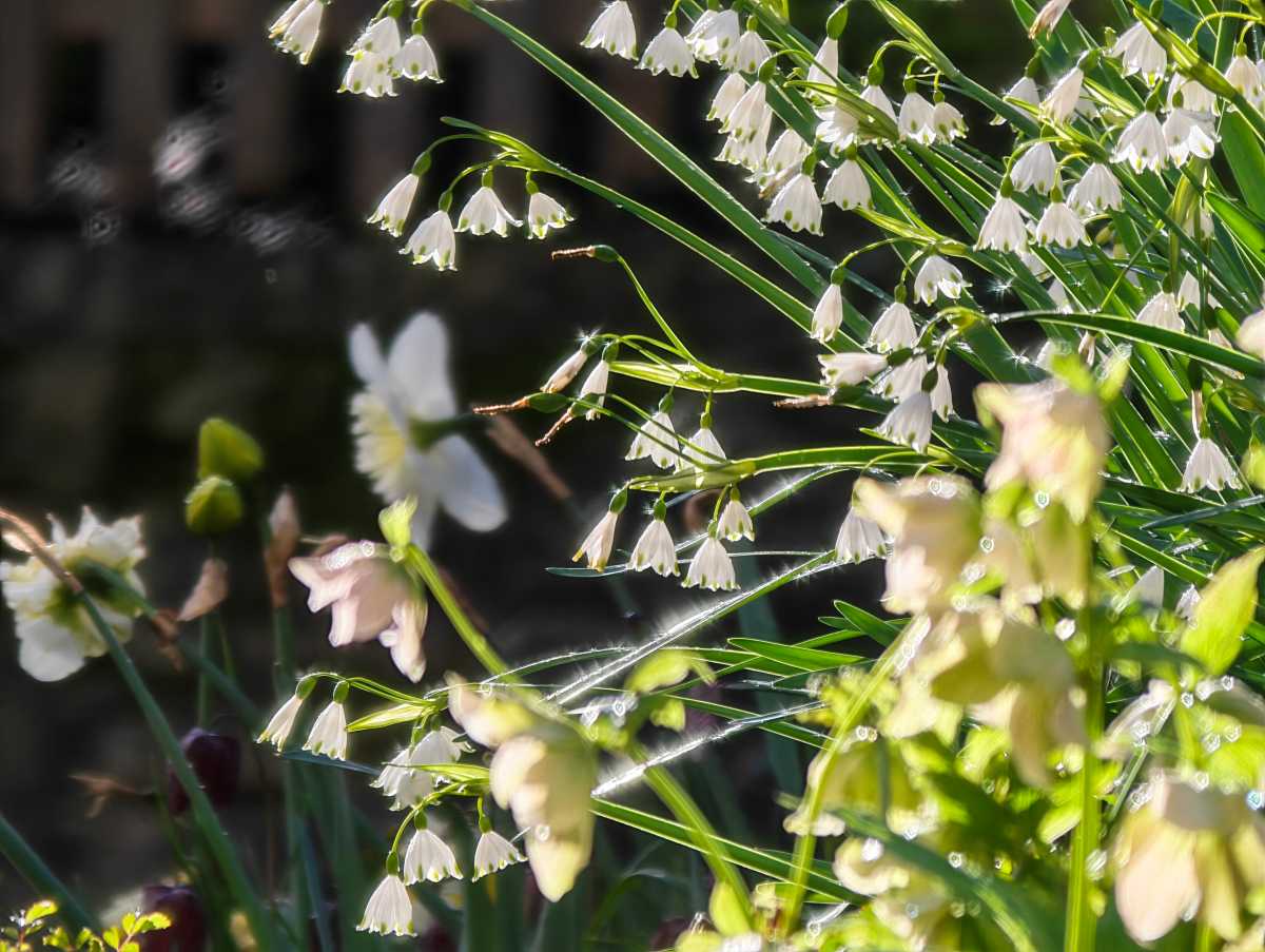 Honor Magic 8 Pro camera sample Professional Imaging Kit 800mm flowers