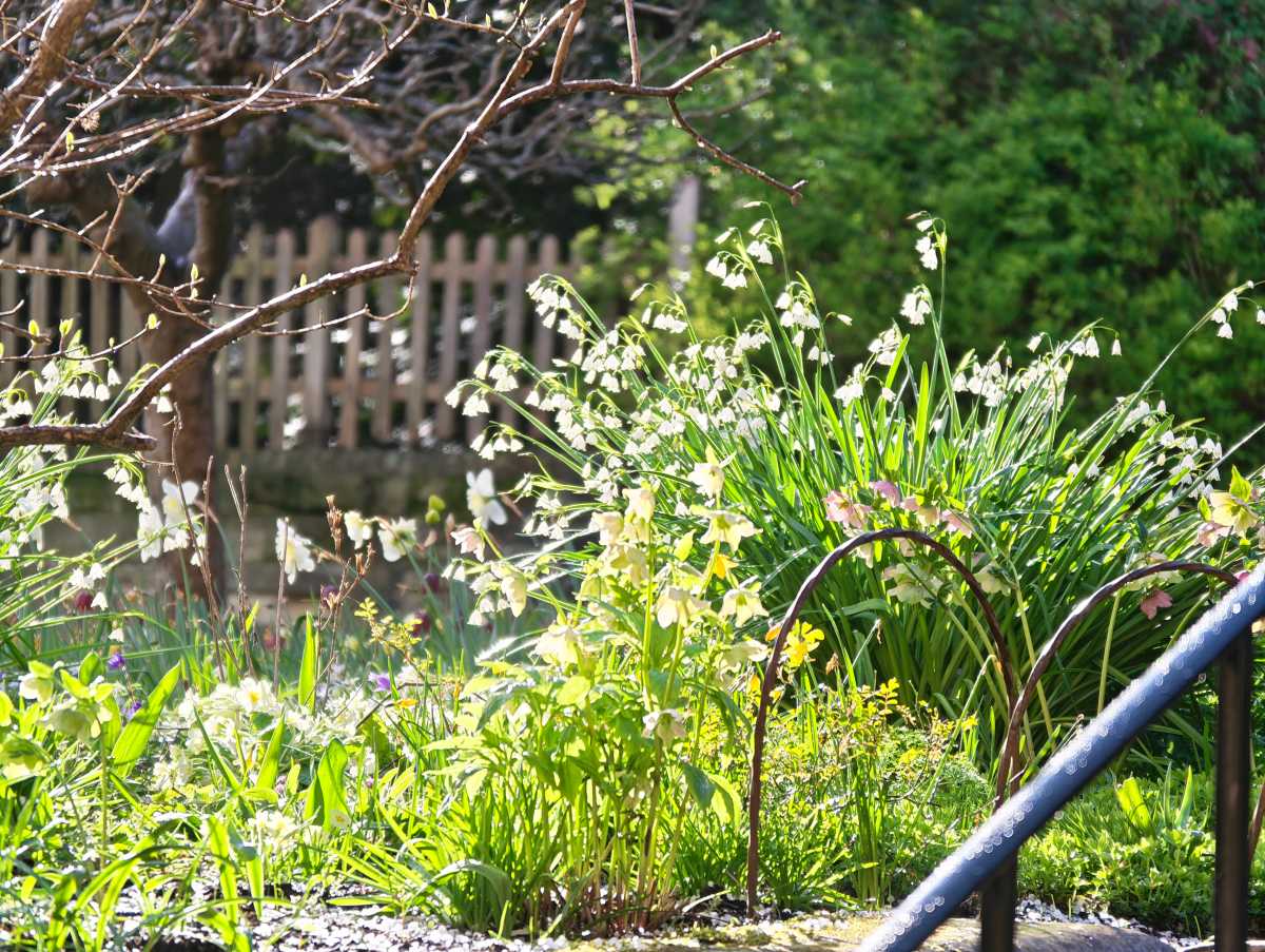 Honor Magic 8 Pro camera sample Professional Imaging Kit 200mm flowers