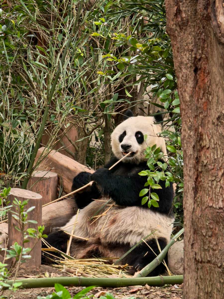 Oppo Find X9 Ultra camera sample 9