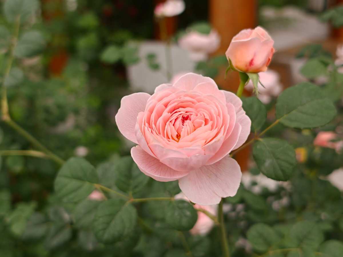 Oppo Find X9 Ultra camera sample 8