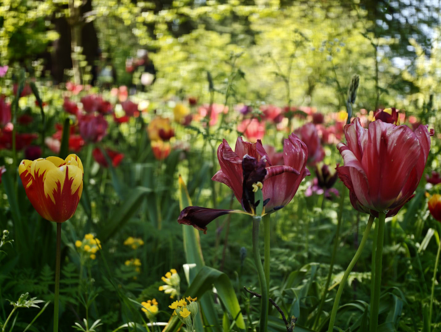 Cor das flores Xiaomi 17 Ultra