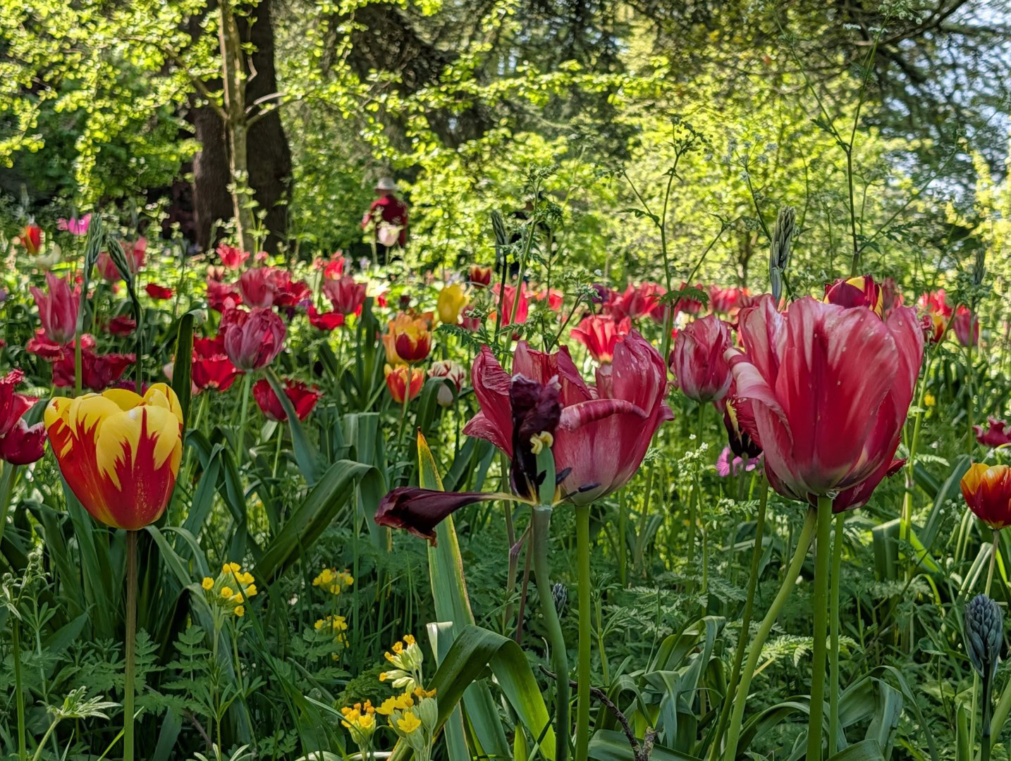 Cor das flores do Pixel 10 Pro XL