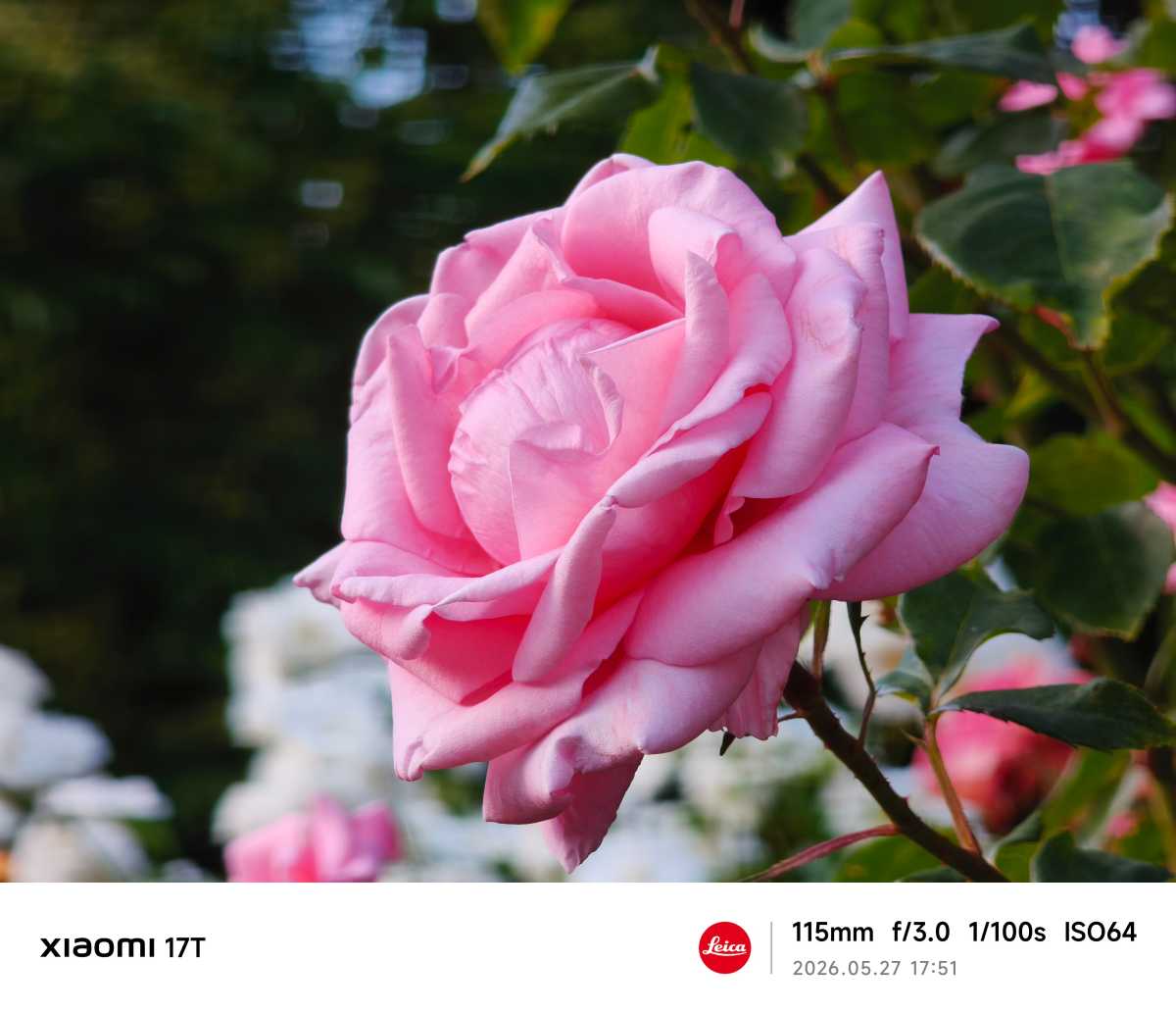 Xiaomi 17T test photo 13
