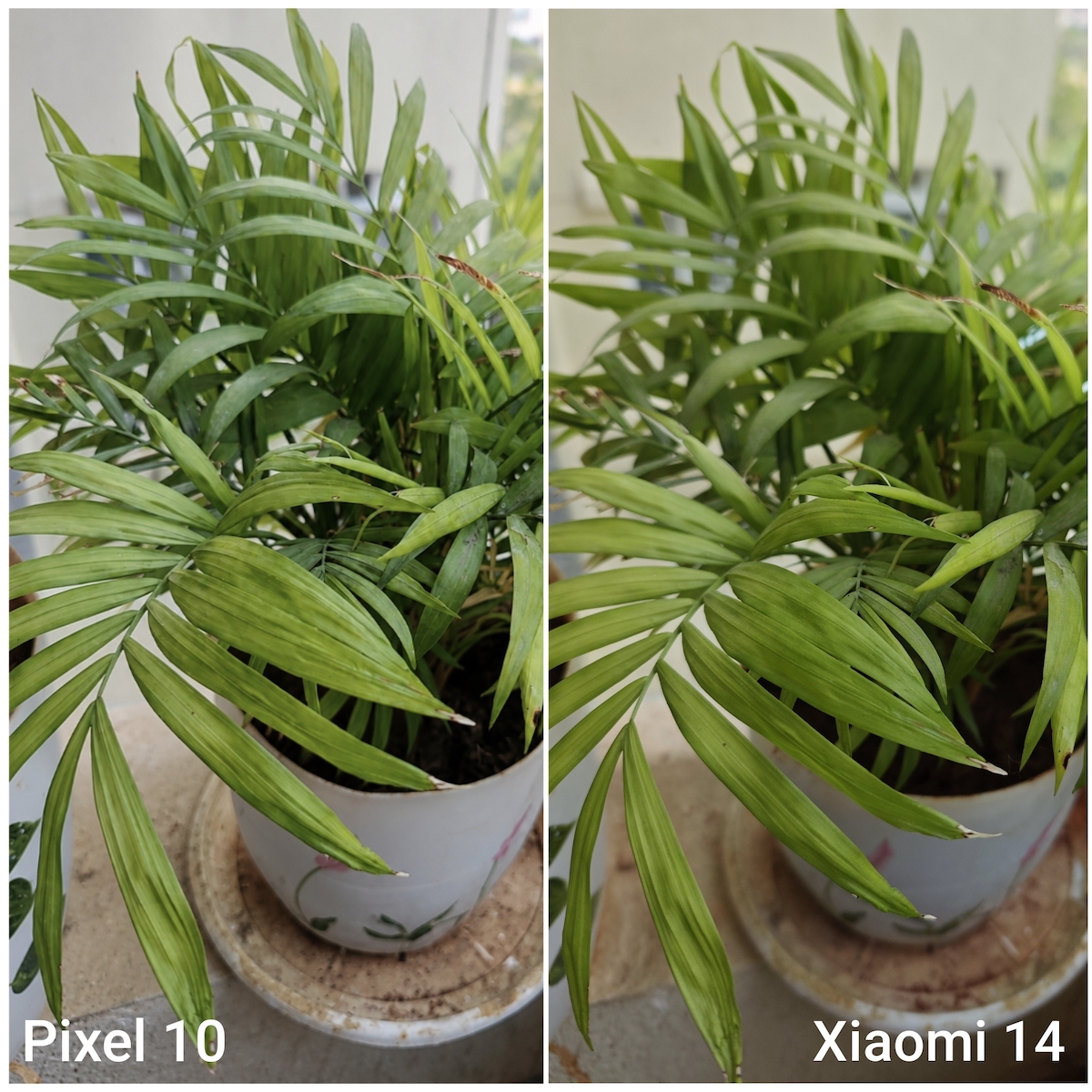 Pixel 10 and Xiaomi 14 camera comparison