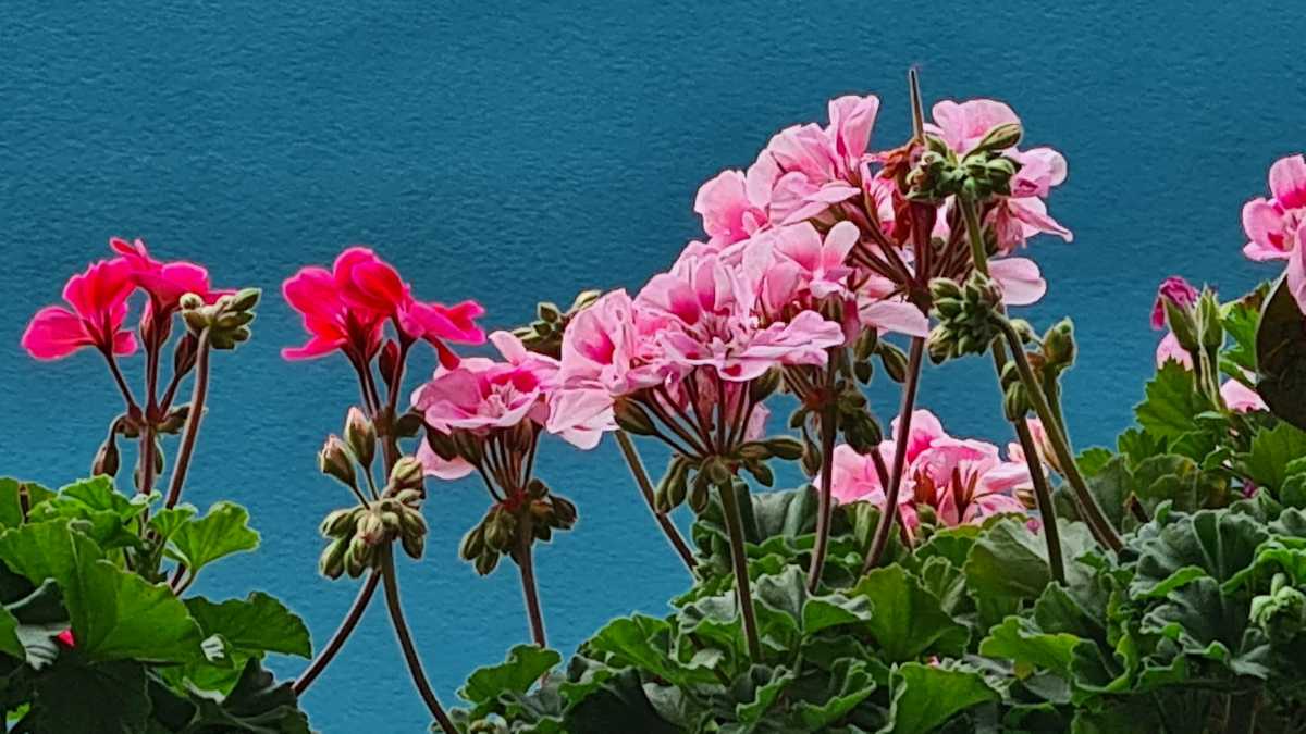 Smartphone Fotografie Tipps